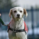 Conoce a los héroes peludos de la UNAM