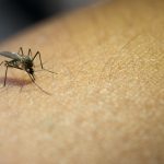 ¿Qué es el Paludismo?