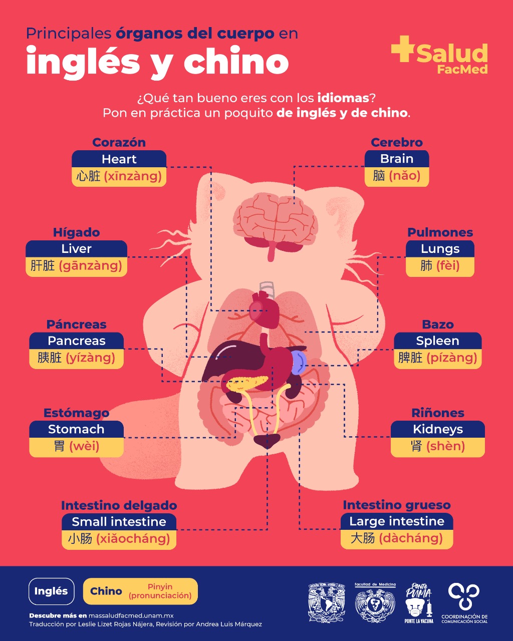 mini Casco Danubio Principales órganos del cuerpo: inglés /chino - +Salud FacMed